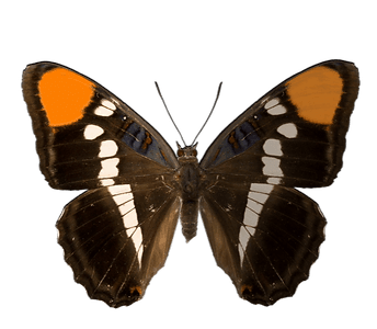 C&S Event Rentals marquee